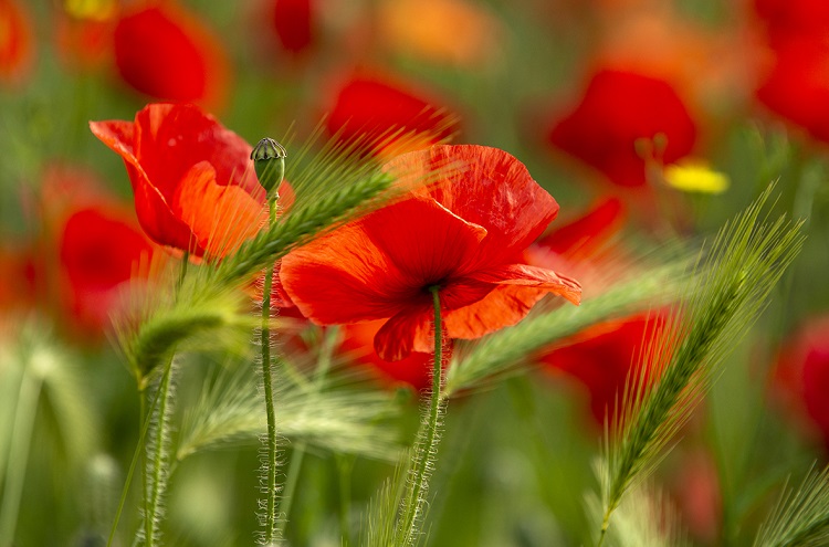 Door me iedere dag op iets positiefs te richten, hielp het fotograferen me door veel moeilijke momenten heen
